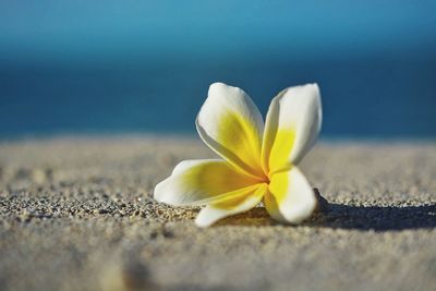 Close-up of white and yellow frangipani on footpath