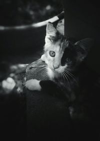 Close-up portrait of cat sitting