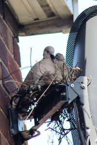 Low angle view of bird perching
