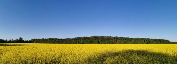 Scenic view of oilseed rape field against clear blue sky