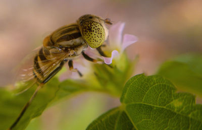 Close-up of bee on flower