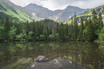 Crystal clear and still alpine lake surrounded by lush forest and mountains, slovakia, europe