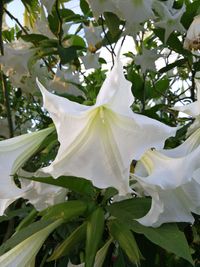 Close-up of flower growing on tree