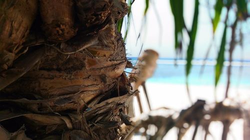 Close-up of tree trunk