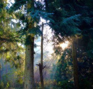 Low angle view of trees in forest