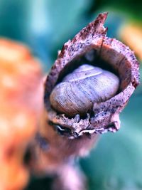 Close-up of shell on plant