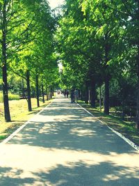 Road passing through trees