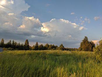 Scenic view of field against sky