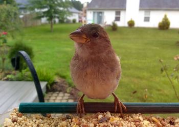 Close-up of bird