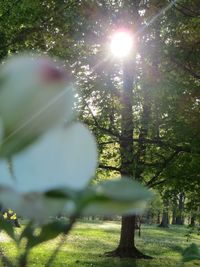 Sun shining through tree