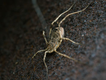Close-up of spider