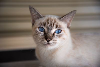 Close-up portrait of a cat