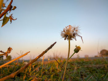 Close-up of flowering plant on field against sky