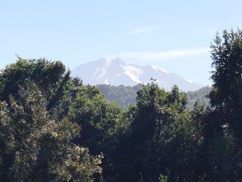 Trees in forest against clear sky