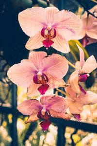 Close-up of pink flowers blooming outdoors