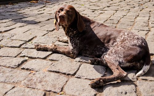 Dog sitting on footpath