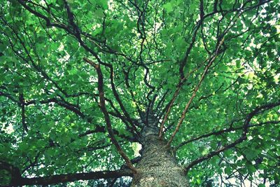 Low angle view of trees in forest