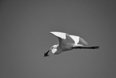 Low angle view of seagull flying in sky