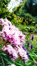 Close-up of pink flowers