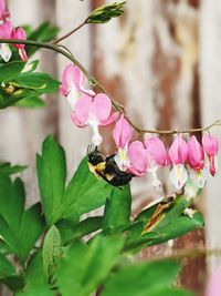 Close-up of butterfly pollinating on pink flower