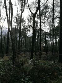 Trees in forest against sky