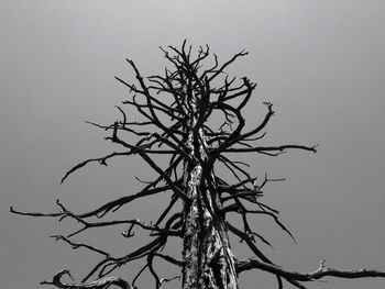 Low angle view of bare tree