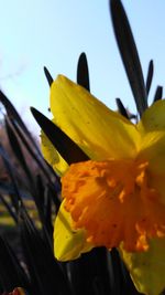 Close-up of yellow flower