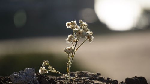 Close-up of wilted flowers