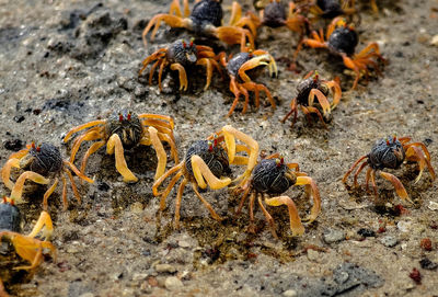 Close-up of crabs on sand