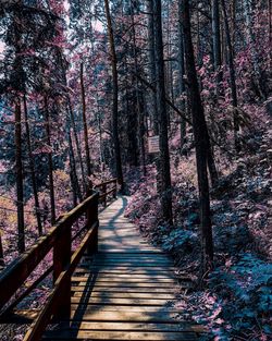 Boardwalk amidst trees in forest