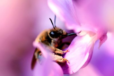 Close-up of bee pollinating on purple flower