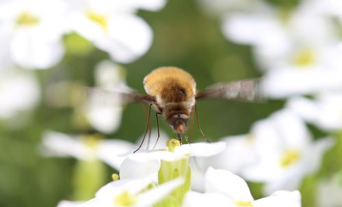 Close-up of insect pollinating on white flower