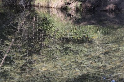 Full frame shot of trees growing in lake