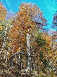 Low angle view of trees against sky