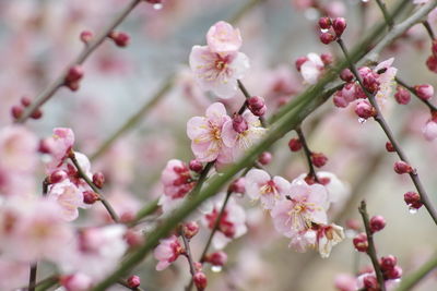 Close-up of pink flowers growing outdoors