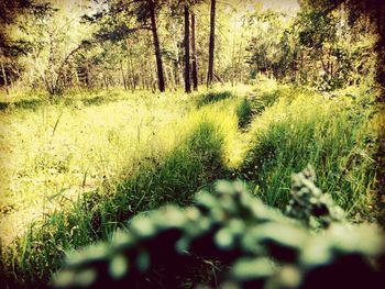 Trees growing on grassy field