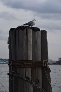 Seagull perching on wooden post in sea against sky