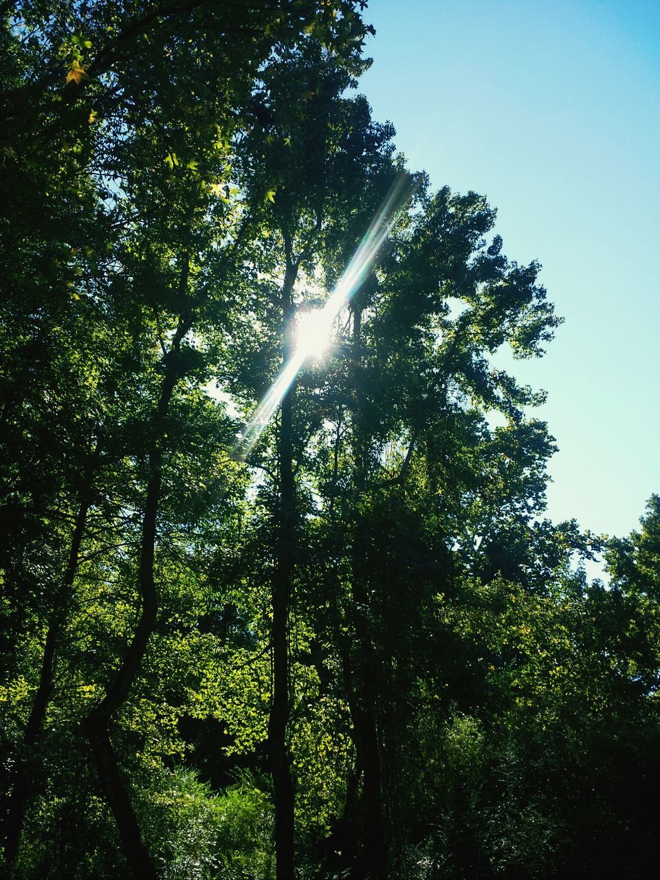 tree, low angle view, sunbeam, sun, sunlight, growth, lens flare, tranquility, nature, beauty in nature, sky, forest, back lit, sunny, green color, scenics, clear sky, streaming, tranquil scene, bright