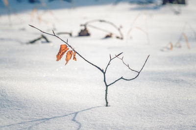 Close-up of dry leaf on land during winter