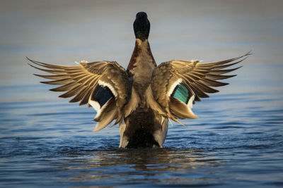 Rear view of bird spreading wings while in lake