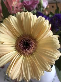 Close-up of purple daisy flower