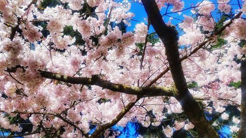 Low angle view of flowers on tree