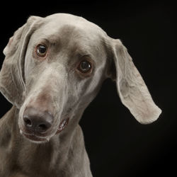 Close-up portrait of dog against black background