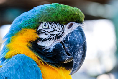 Close-up of a parrot