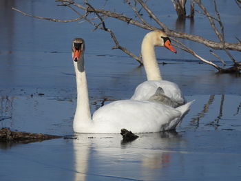 Swan swimming on lake