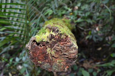 Close-up of plant