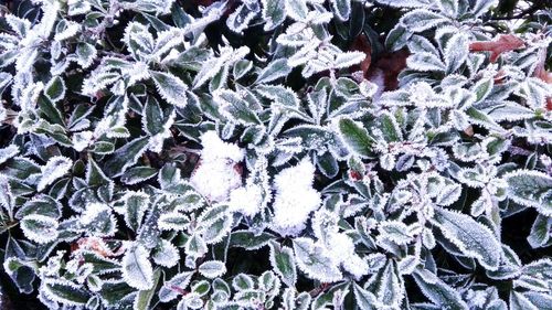 Full frame shot of snow covered plants