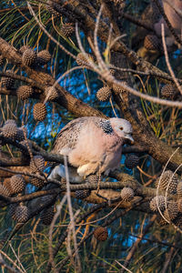 View of birds in nest