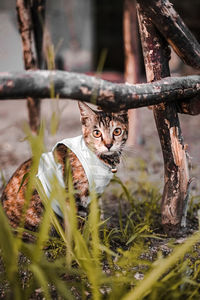 My cat nyamnyam, all day playing outside eating grass.