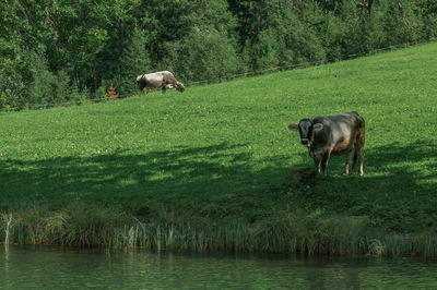 Cows in a green field